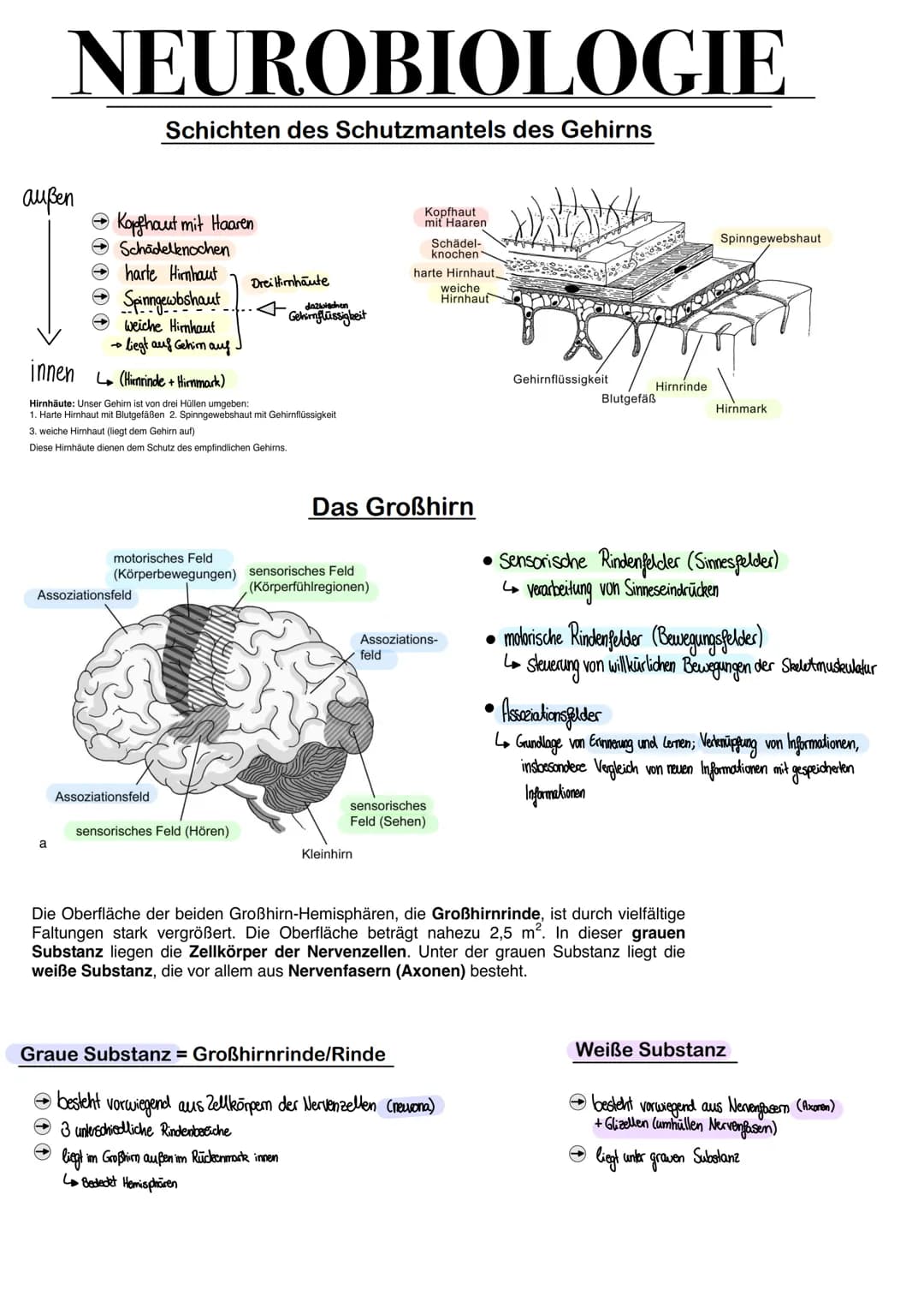 # NEUROBIOLOGIE
## Schichten des Schutzmantels des Gehirns
außen
- Kopfhaut mit Haaren
- Schädelknochen
- harte Hirnhaut
- Spinngewbshaut
-