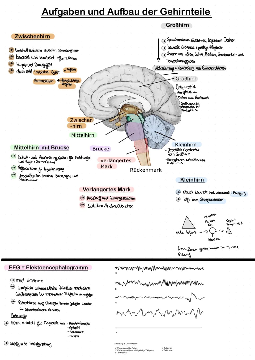 # NEUROBIOLOGIE
## Schichten des Schutzmantels des Gehirns
außen
- Kopfhaut mit Haaren
- Schädelknochen
- harte Hirnhaut
- Spinngewbshaut
-