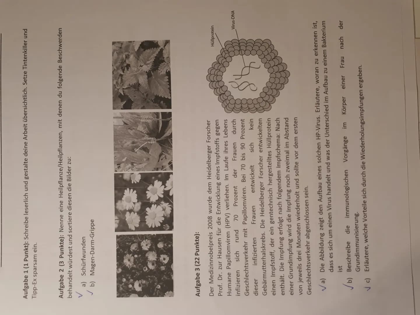 # Klausur 1 -K2
## Aufgabe 2
a) Ringelblume - Bild 1
b) Echte kamille - Bild 2
## Aufgabe 3
a) Es handelt sich um einen Virus, da die DNA