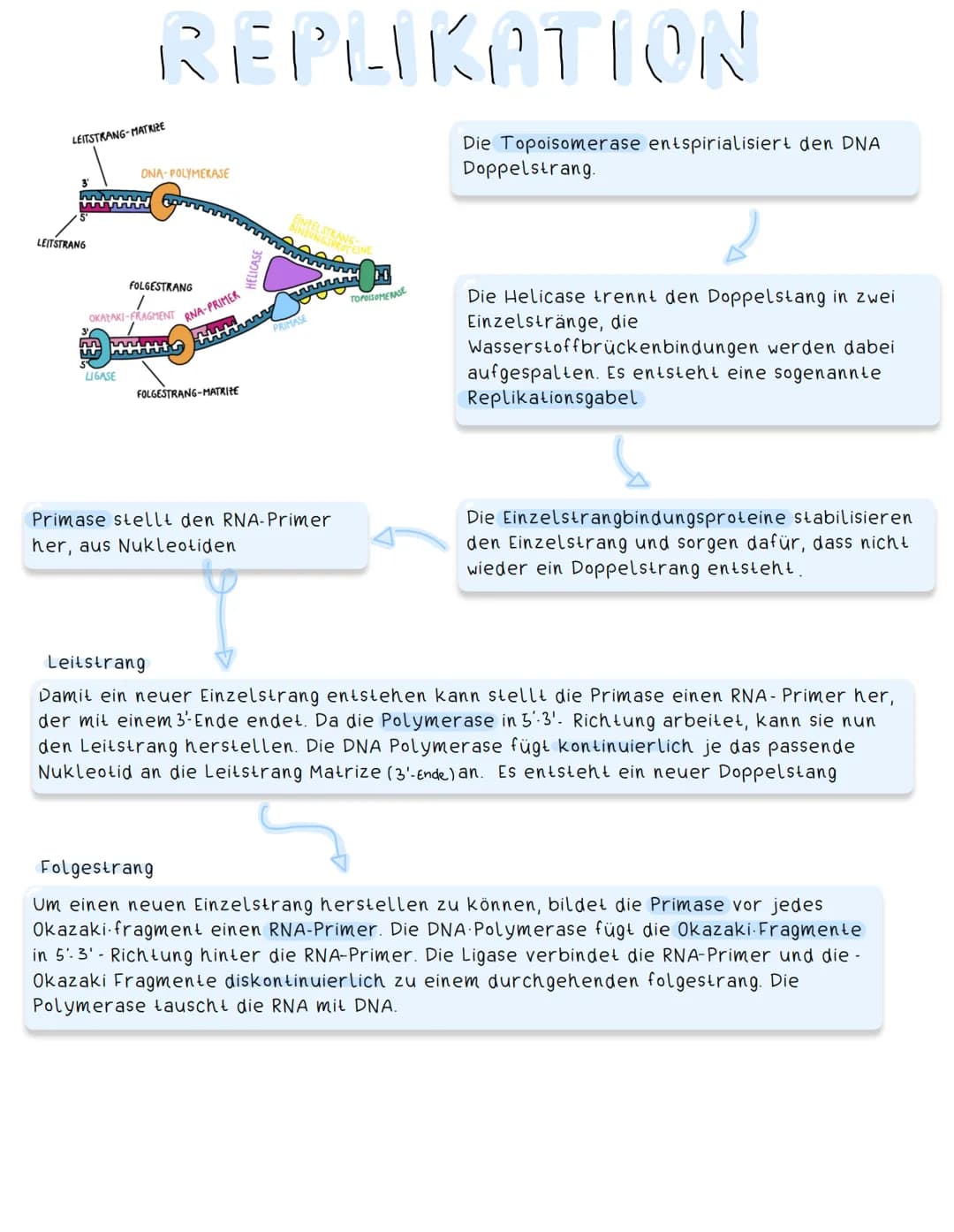 DZD &RZ
# DNA
Desoxyribose
als Zuckerkomponente
- bei Euzyten: im Zellkern
- bei Prozyten: z.B Bakterien in Form eines Plasmids (ringförmi
