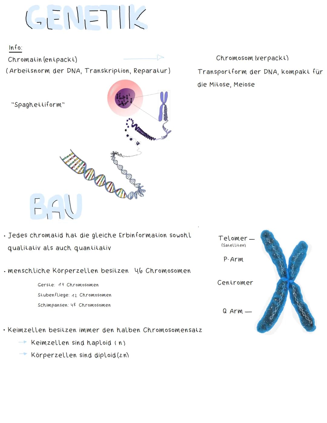 DZD &RZ
# DNA
Desoxyribose
als Zuckerkomponente
- bei Euzyten: im Zellkern
- bei Prozyten: z.B Bakterien in Form eines Plasmids (ringförmi