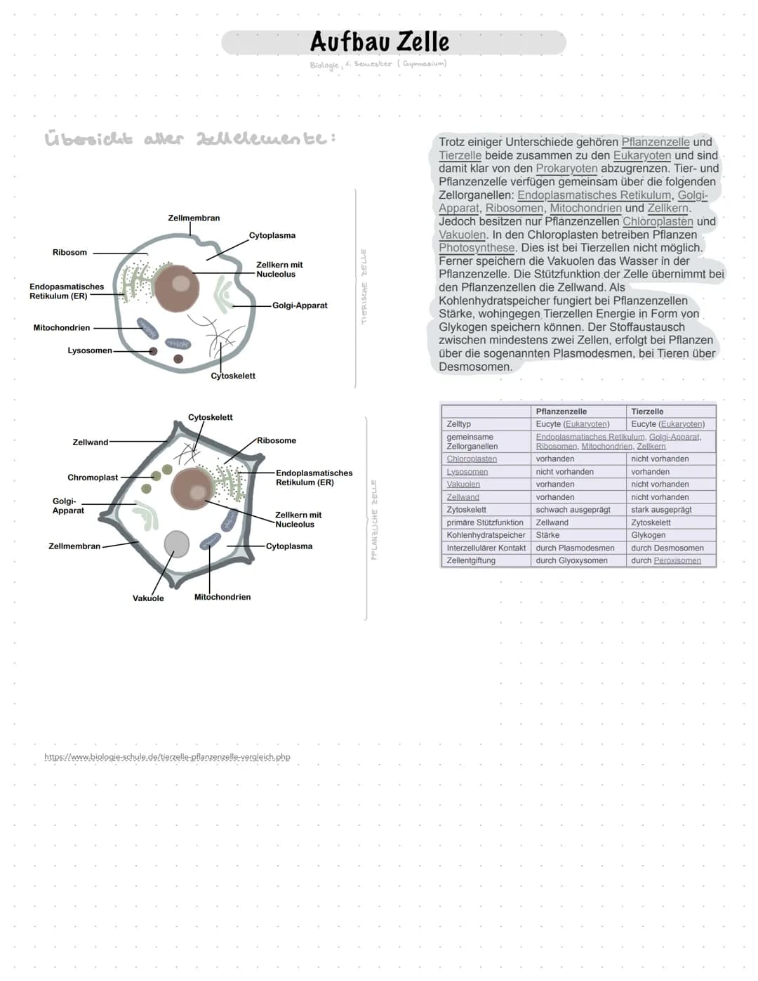 # Bau und Funktion der einzelnen Zellorganellen
- Kohlenhydrate
- Protein (integral)
- Lipid
- Protein (perifer)
## Zellmembran
- grenzt Z