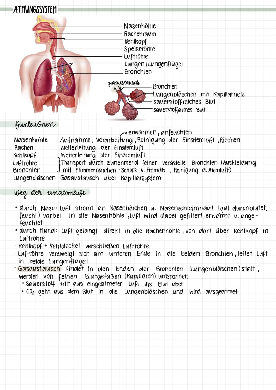 # gasaustausch
- Diffusion $CO_2$ aus Blut ins L.-bläschen (Ausatemluft)
- Diffusion $O_2$ aus Einatemluft ins Blut
- $O_2$ gelangt durch d