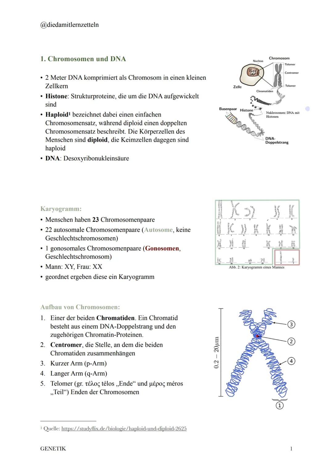 @diedamitlernzetteln
# 1. Chromosomen und DNA
* 2 Meter DNA komprimiert als Chromosom in einen kleinen Zellkern
* **Histone**: Struktu