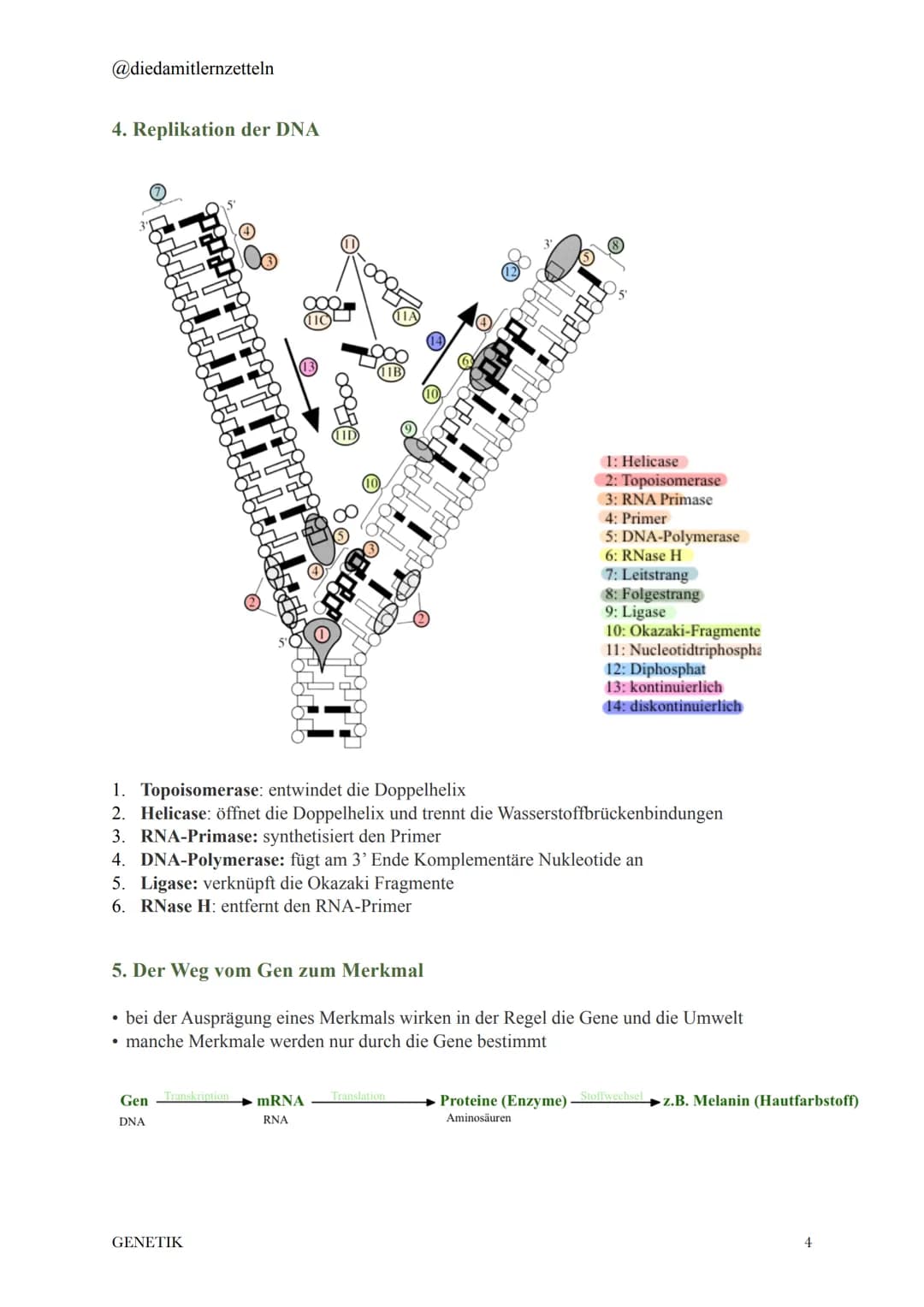 @diedamitlernzetteln
# 1. Chromosomen und DNA
* 2 Meter DNA komprimiert als Chromosom in einen kleinen Zellkern
* **Histone**: Struktu