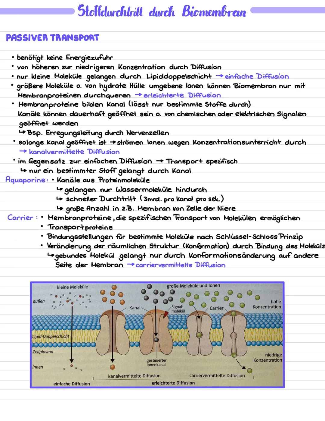 # Stoffdurchtrilt durch Biomembran
## PASSIVER TRANSPORT
- benötigt keine Energiezufuhr
- von höheren zur niedrigeren Konzentration durch
