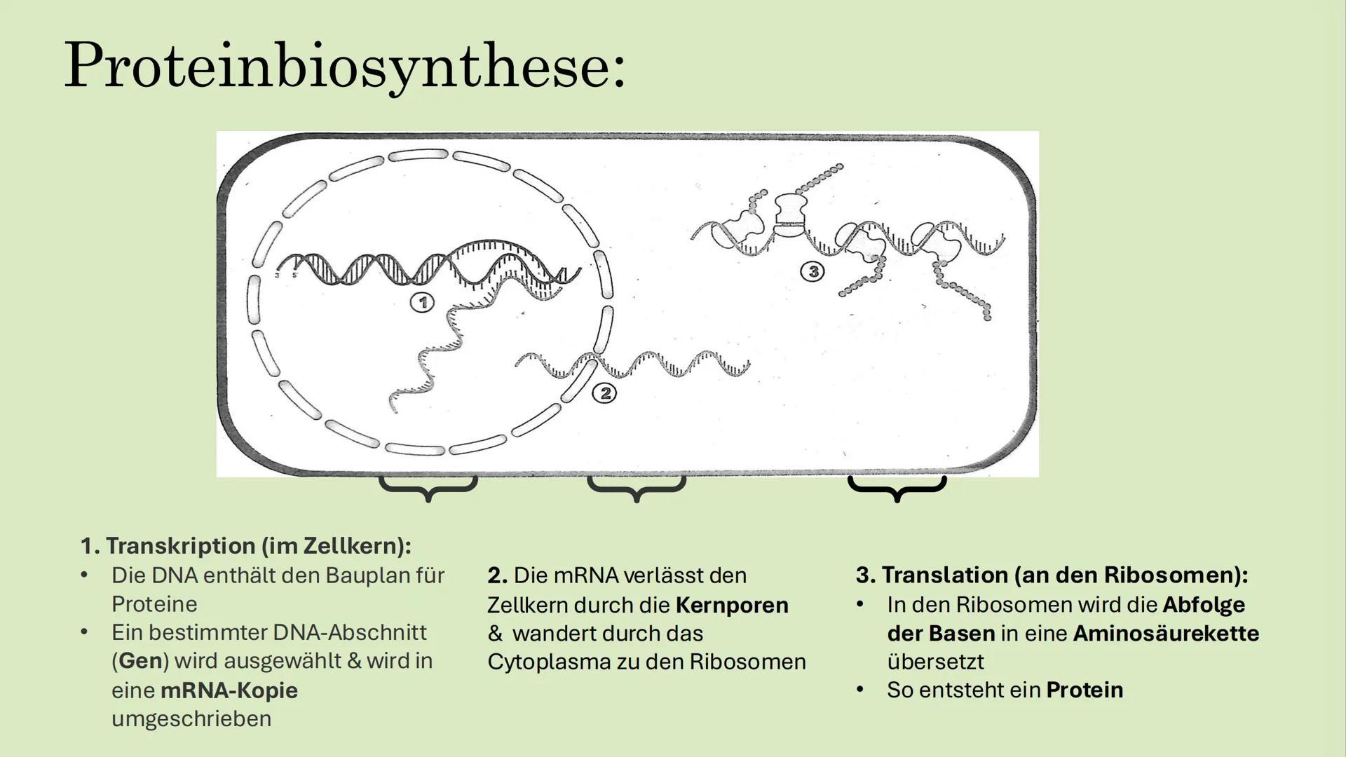 # TRANSKRIPTION & GENETISCHER CODE:
Spyridoula Kapsali # Inhaltsverzeichnis:
* Proteinbiosynthese
* Transkription
* Genetischer Code
  * E