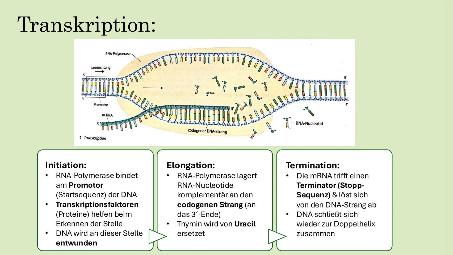 # TRANSKRIPTION & GENETISCHER CODE:
Spyridoula Kapsali # Inhaltsverzeichnis:
* Proteinbiosynthese
* Transkription
* Genetischer Code
  * E