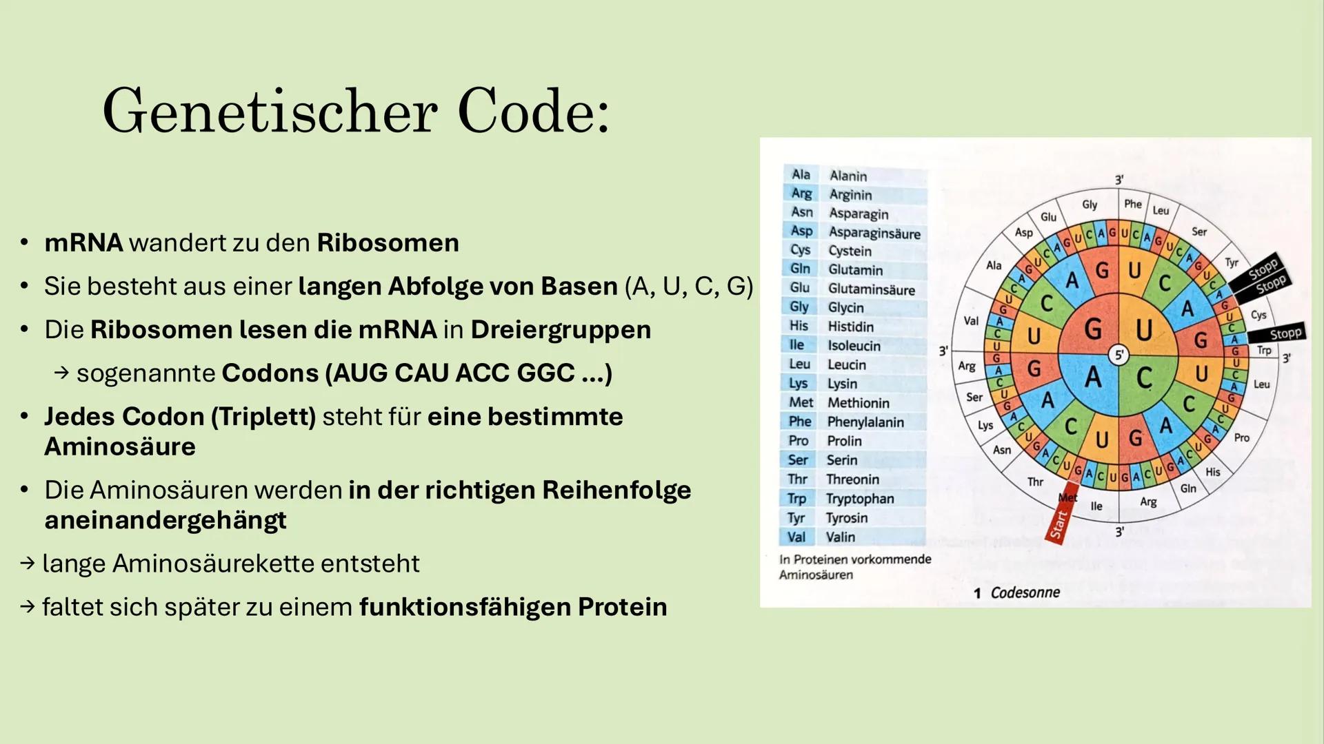 # TRANSKRIPTION & GENETISCHER CODE:
Spyridoula Kapsali # Inhaltsverzeichnis:
* Proteinbiosynthese
* Transkription
* Genetischer Code
  * E