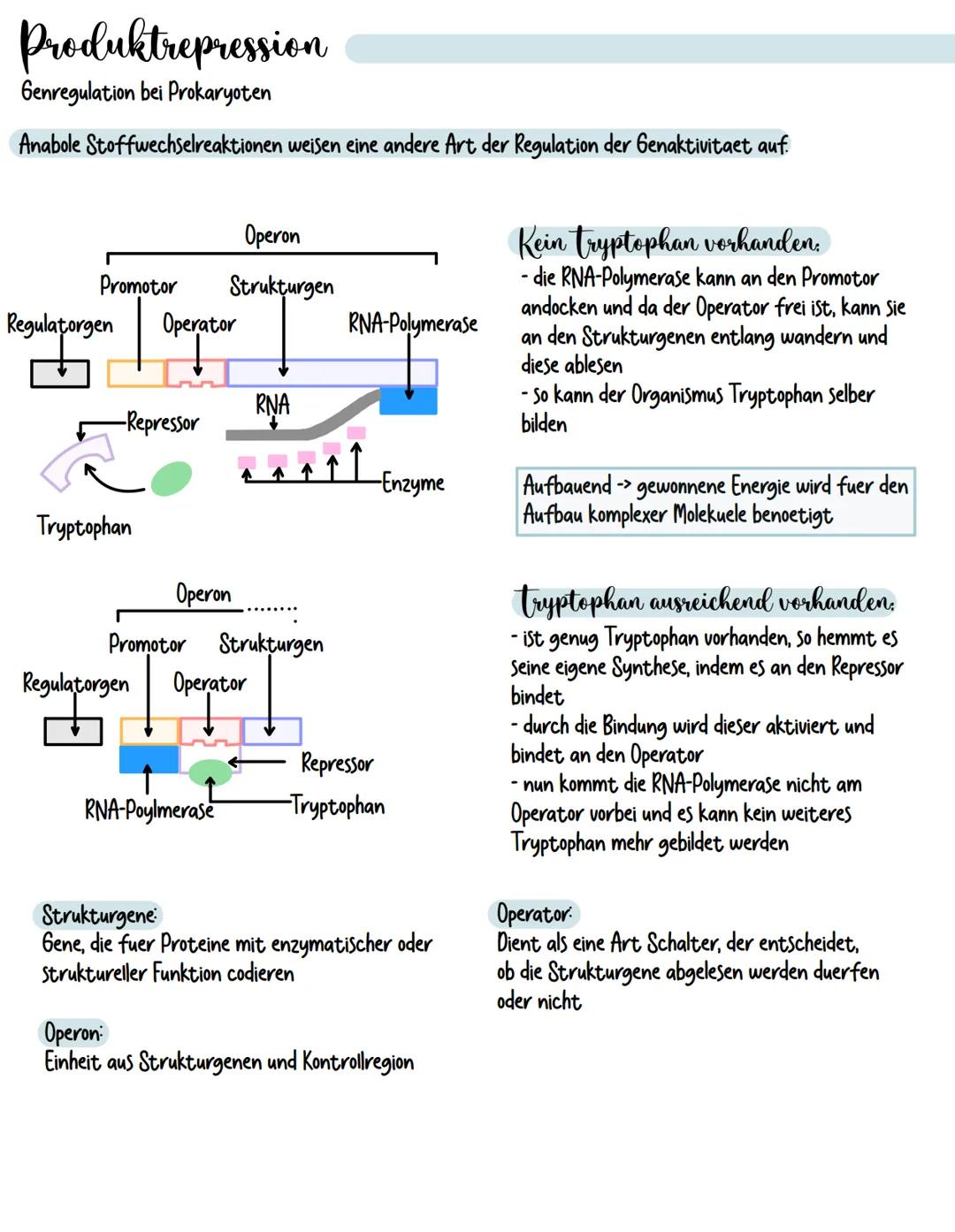 # Produktrepression
Genregulation bei Prokaryoten
Anabole Stoffwechselreaktionen weisen eine andere Art der Regulation der Genaktivitaet auf