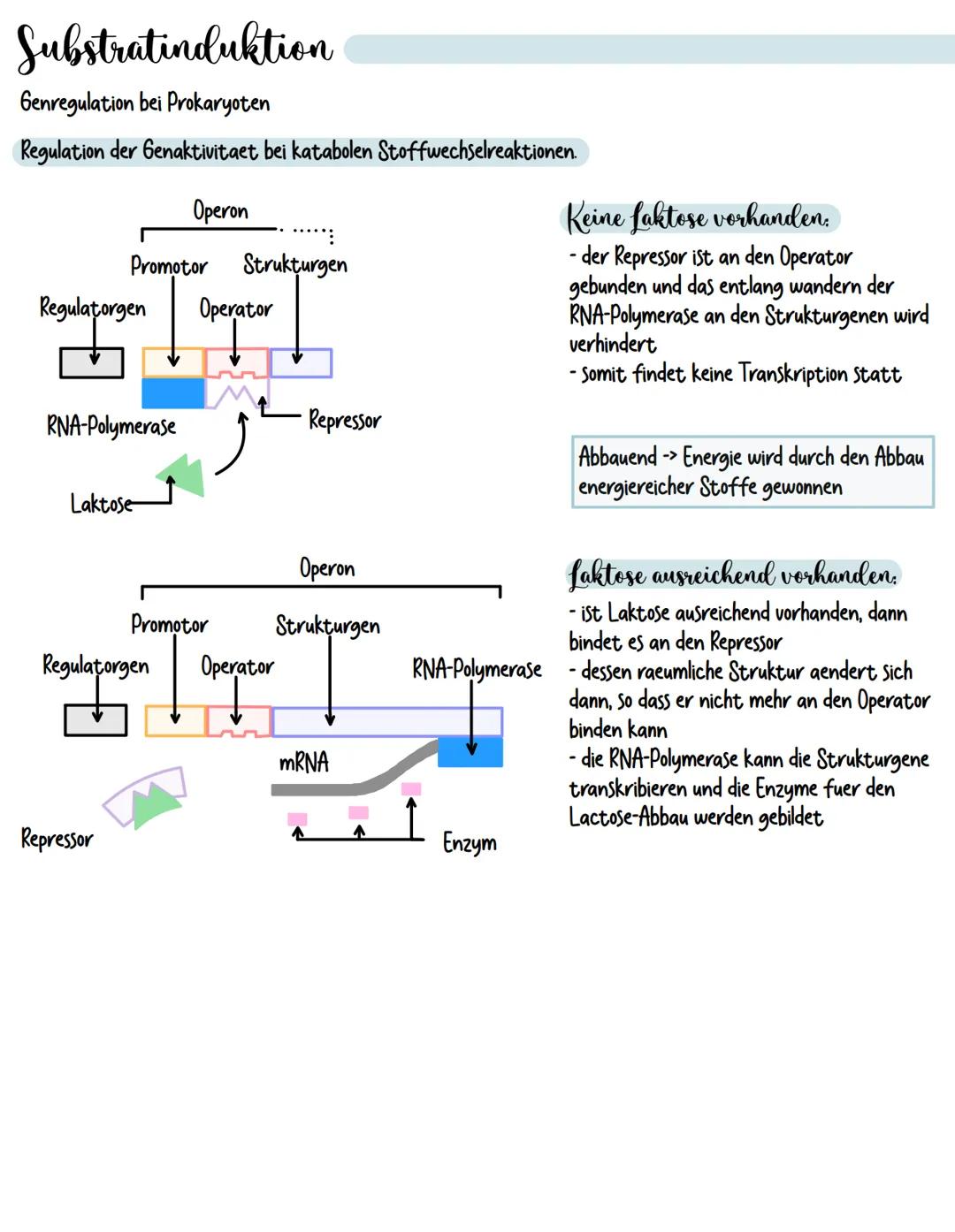# Produktrepression
Genregulation bei Prokaryoten
Anabole Stoffwechselreaktionen weisen eine andere Art der Regulation der Genaktivitaet auf