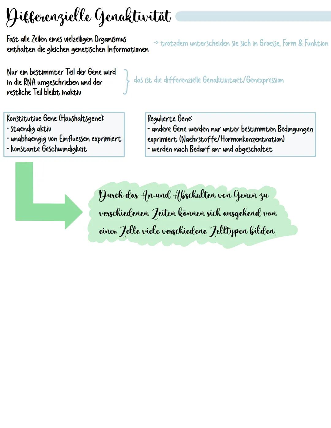 # Produktrepression
Genregulation bei Prokaryoten
Anabole Stoffwechselreaktionen weisen eine andere Art der Regulation der Genaktivitaet auf