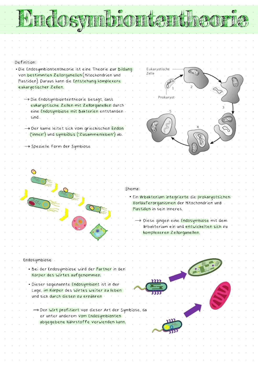 Endosymbiontentheorie