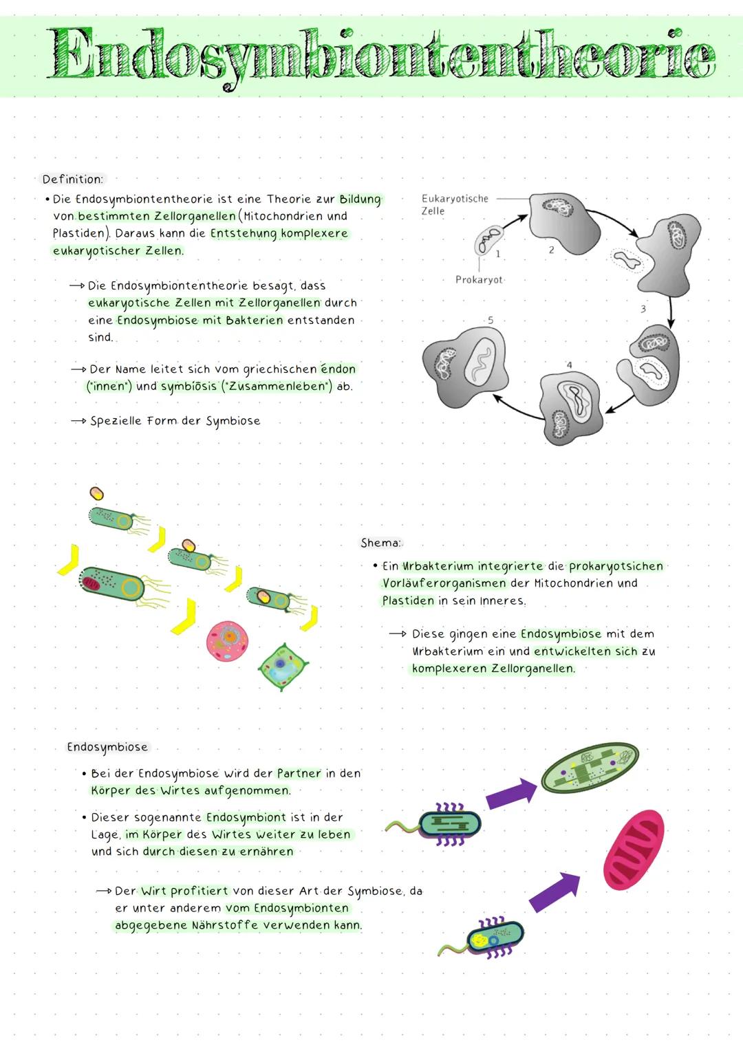 Endosymbiontentheorie
Definition:
• Die Endosymbiontentheorie ist eine Theorie zur Bildung.
von bestimmten Zellorganellen (Mitochondrien und