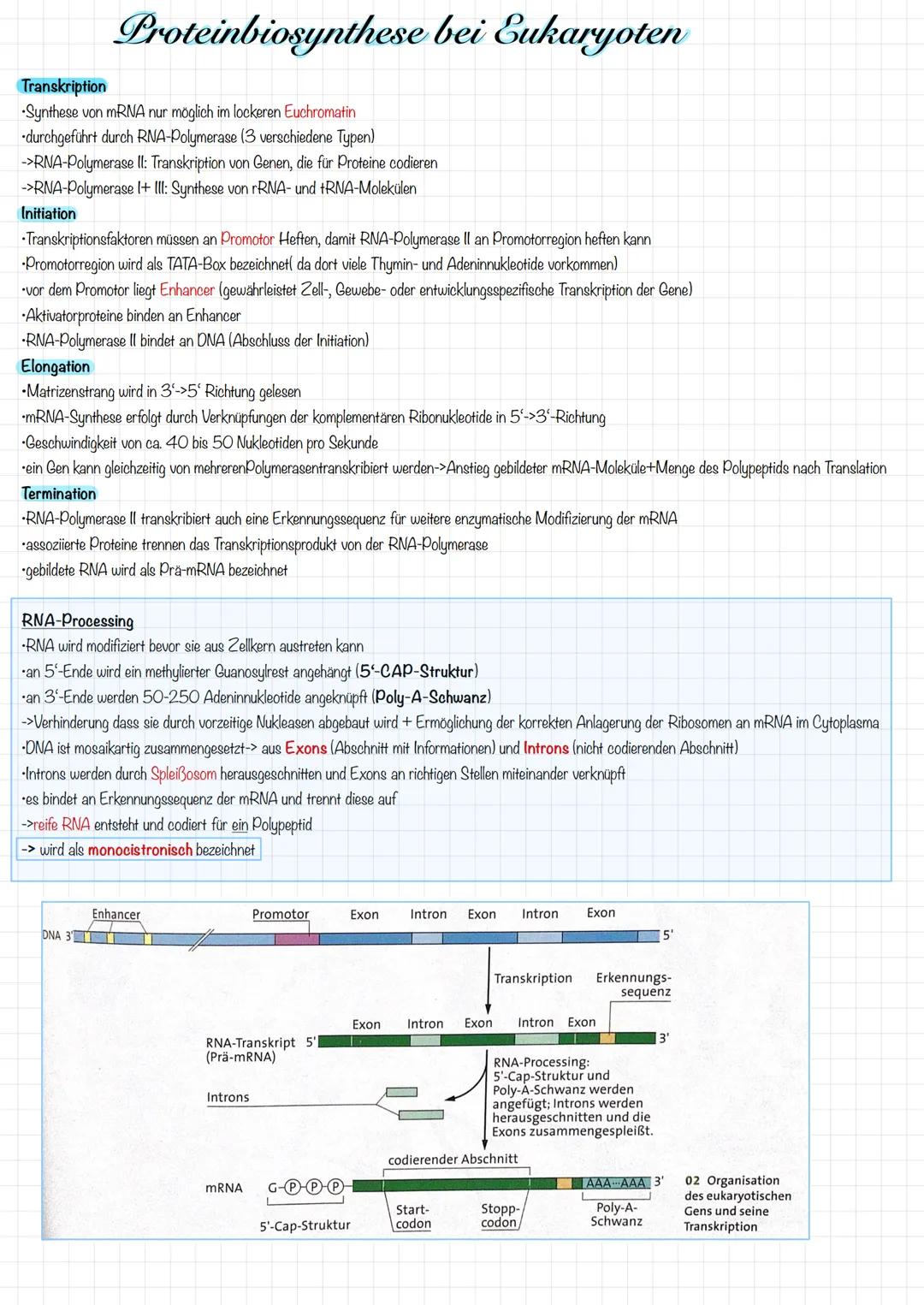 Proteinbiosynthese bei Eukaryoten
Transkription
Synthese von mRNA nur möglich im lockeren Euchromatin
durchgeführt durch RNA-Polymerase (3 v