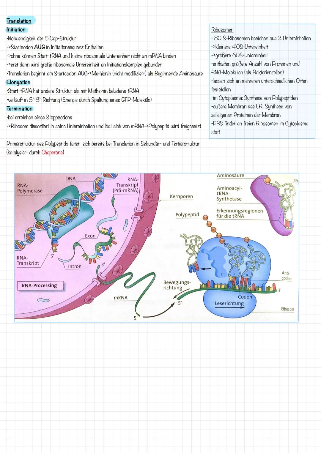Proteinbiosynthese bei Eukaryoten
Transkription
Synthese von mRNA nur möglich im lockeren Euchromatin
durchgeführt durch RNA-Polymerase (3 v