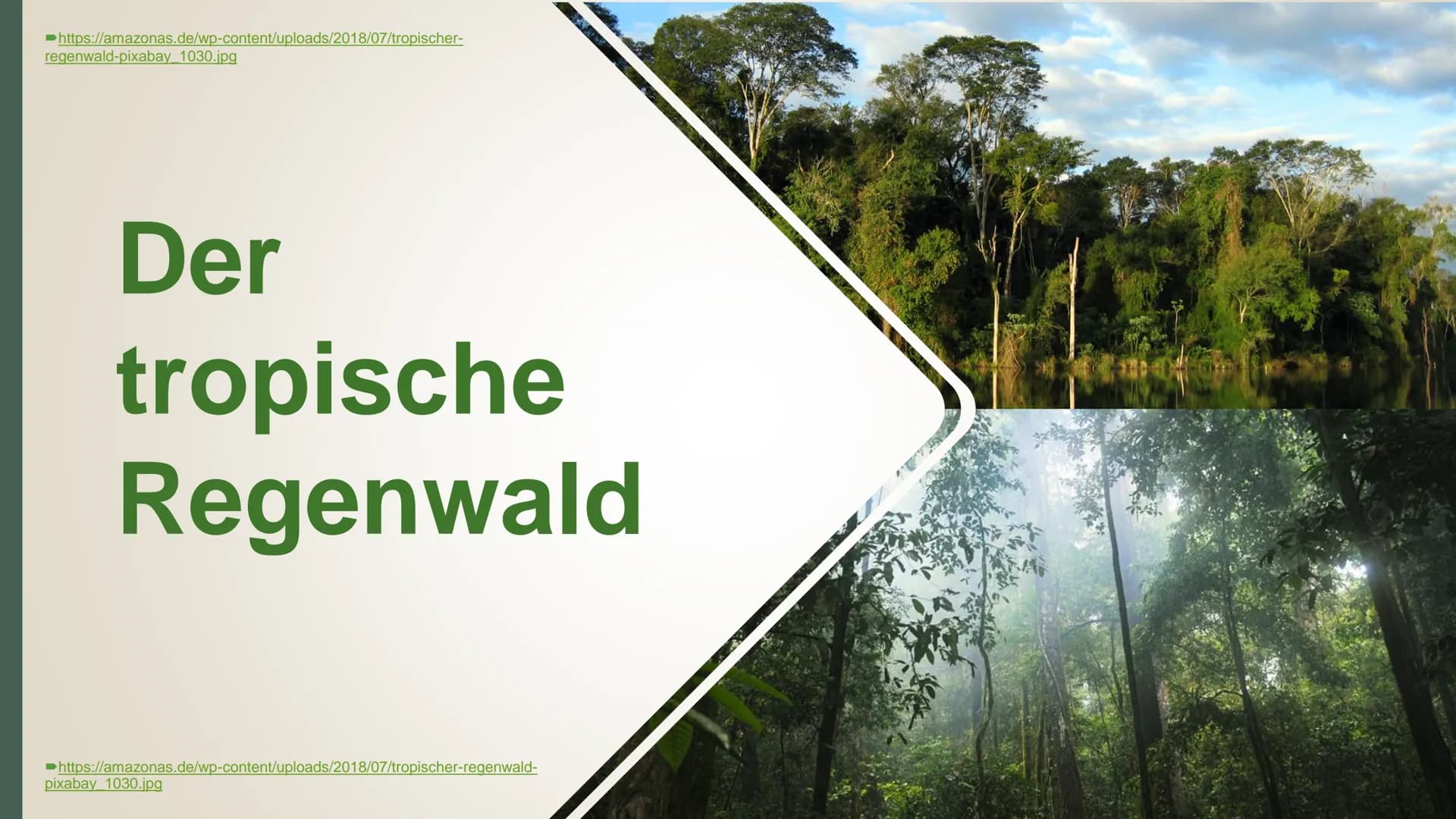 # Der tropische Regenwald
## 1. Allgemeine Informationen
Der Regenwald ist eine Vegetationsform, die nur den immer feuchten Tropen
anzutref