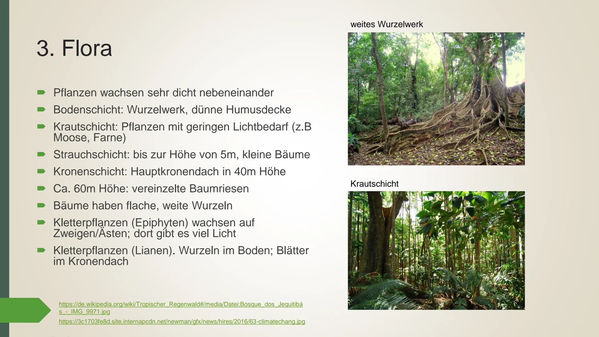 # Der tropische Regenwald
## 1. Allgemeine Informationen
Der Regenwald ist eine Vegetationsform, die nur den immer feuchten Tropen
anzutref