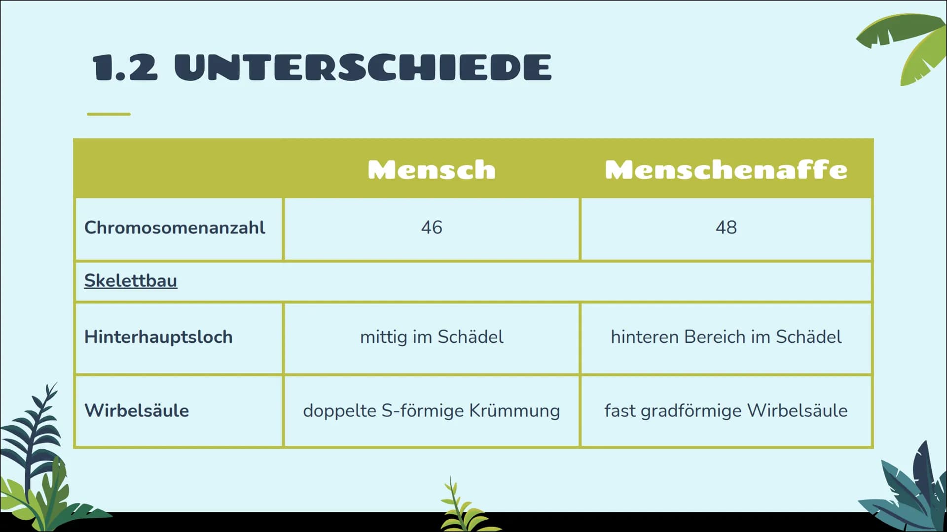 # STICHPUNKTZETTEL
## Gliederung
1 Vergleich von Menschenaffe und Mensch
1.1 Gemeinsamkeiten
1.2 Unterschiede
1.3 Vorteile des aufrechten