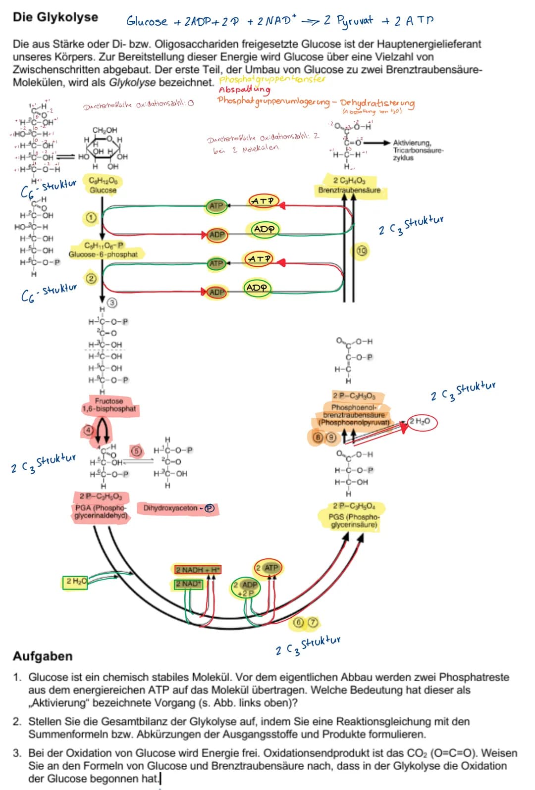 # Die Glykolyse
$Glucose + 2ADP + 2P + 2NAD^+ \rightarrow 2 Pyruvat + 2 ATP$
Die aus Stärke oder Di- bzw. Oligosacchariden freigesetzte Glu