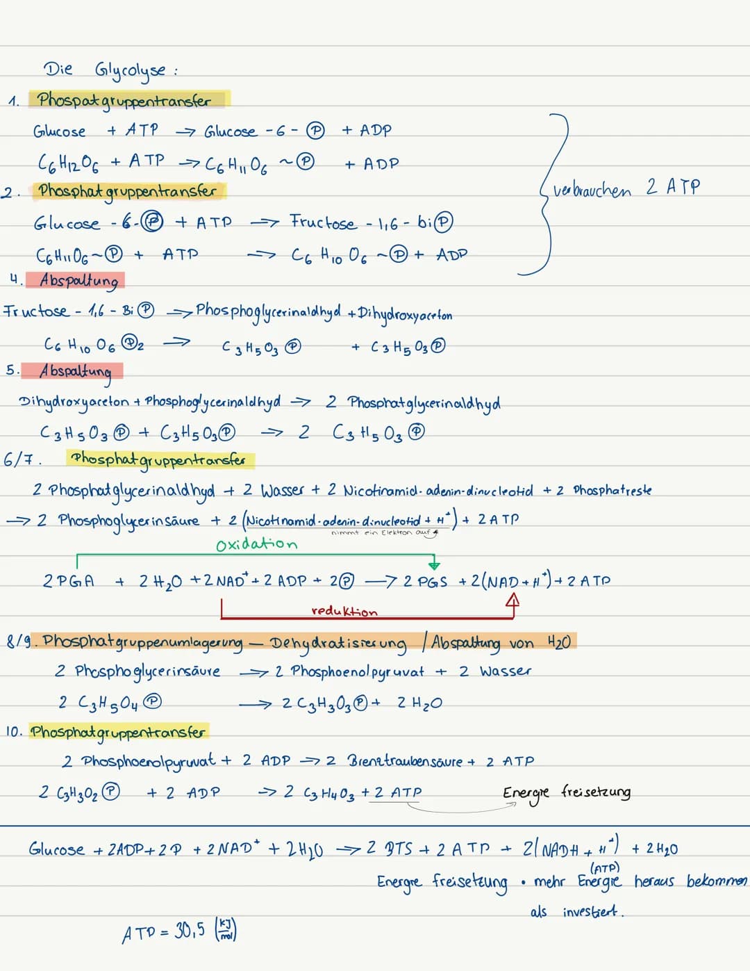 # Die Glykolyse
$Glucose + 2ADP + 2P + 2NAD^+ \rightarrow 2 Pyruvat + 2 ATP$
Die aus Stärke oder Di- bzw. Oligosacchariden freigesetzte Glu