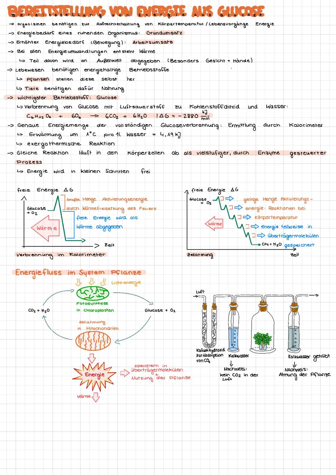 zellatmung, Bereitstellung von Energie aus Glucose, Kohlenhydrate, Energiestoffwechsel/Mitochondrien, Tracermethode, Glycolyse