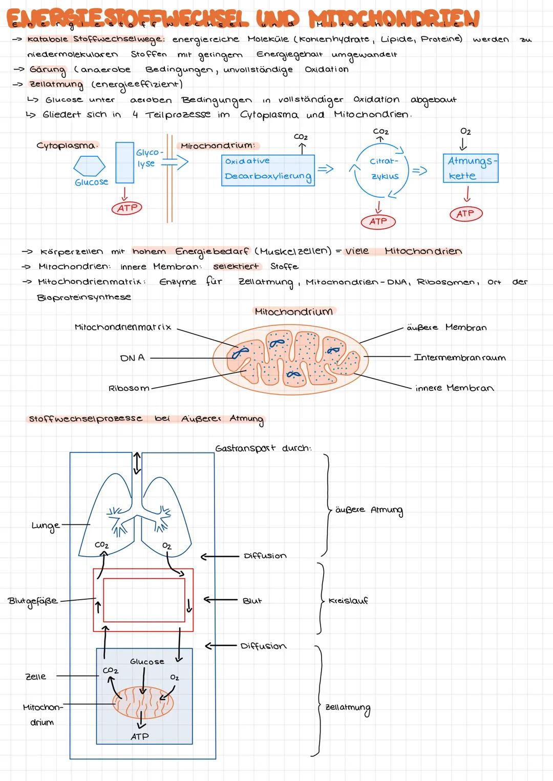 BERETTSTELLUNG VON ENERGIE AUS GLUCOSE
→ organismen benötigen zur Aufrechterhaltung von Körpertemperatur / Lebensvorgänge Energie
-> Energie