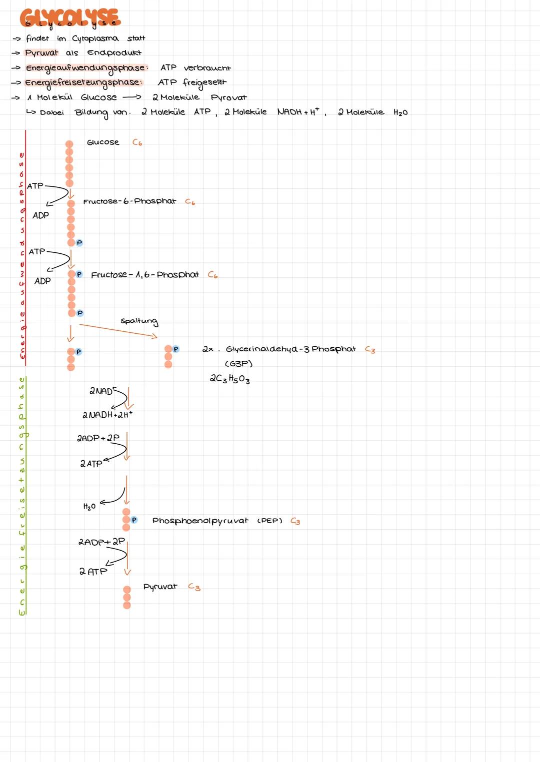 BERETTSTELLUNG VON ENERGIE AUS GLUCOSE
→ organismen benötigen zur Aufrechterhaltung von Körpertemperatur / Lebensvorgänge Energie
-> Energie