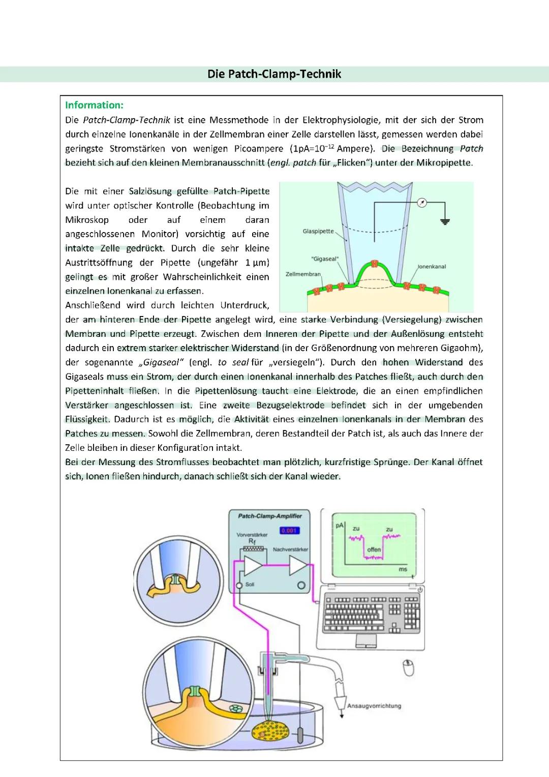 Die Patch- Clamp- Technik