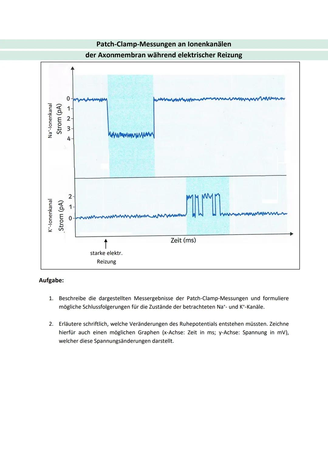 Information:
Die Patch-Clamp-Technik
Die Patch-Clamp-Technik ist eine Messmethode in der Elektrophysiologie, mit der sich der Strom
durch ei