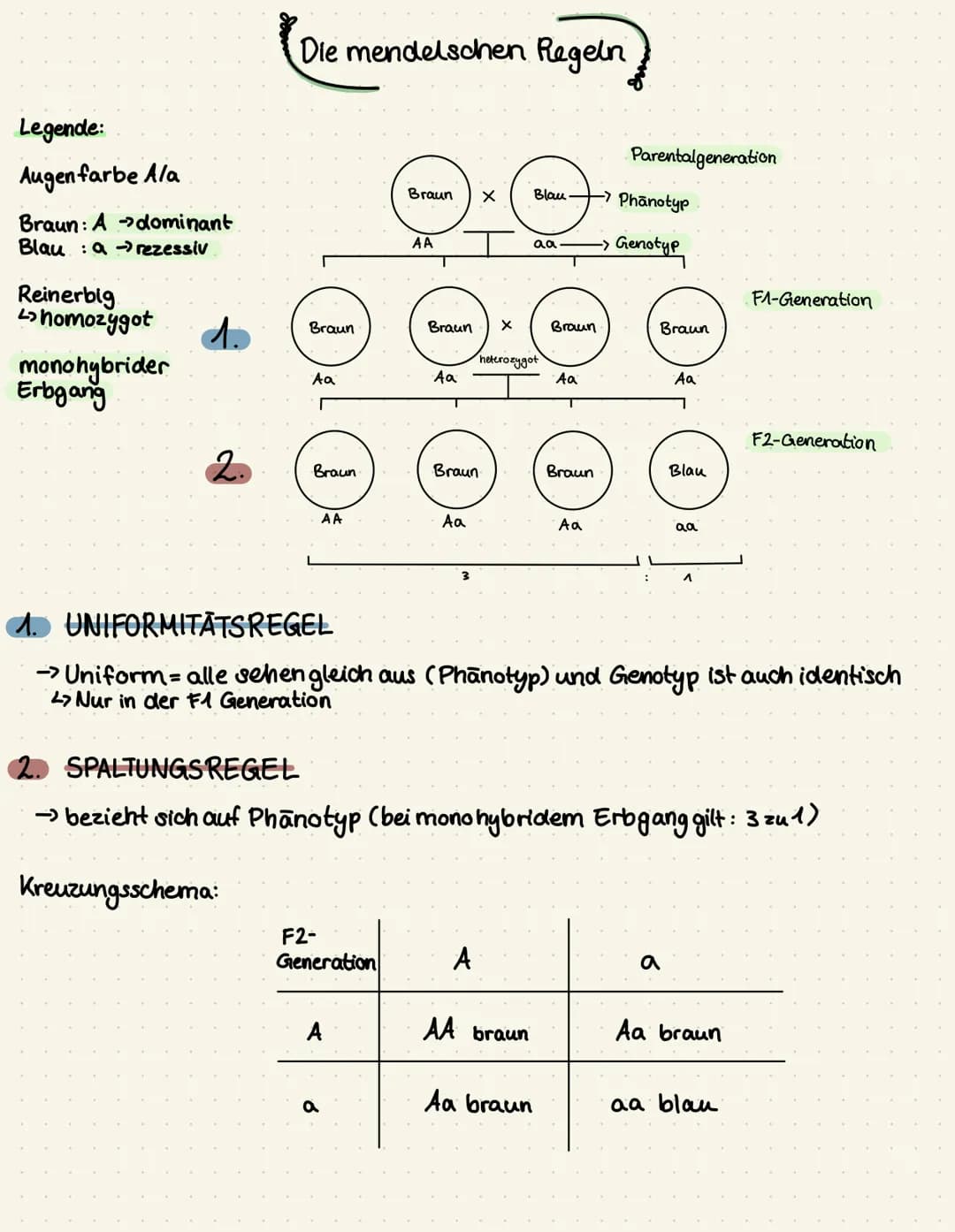 # Intermediarer Erbgang
## Legende:
- ww -> weiß
- rr -> rot
- wr-> rosa
### Bsp. Wunderblume
Parentalgeneration
ww x rr
F1-Generation
wr