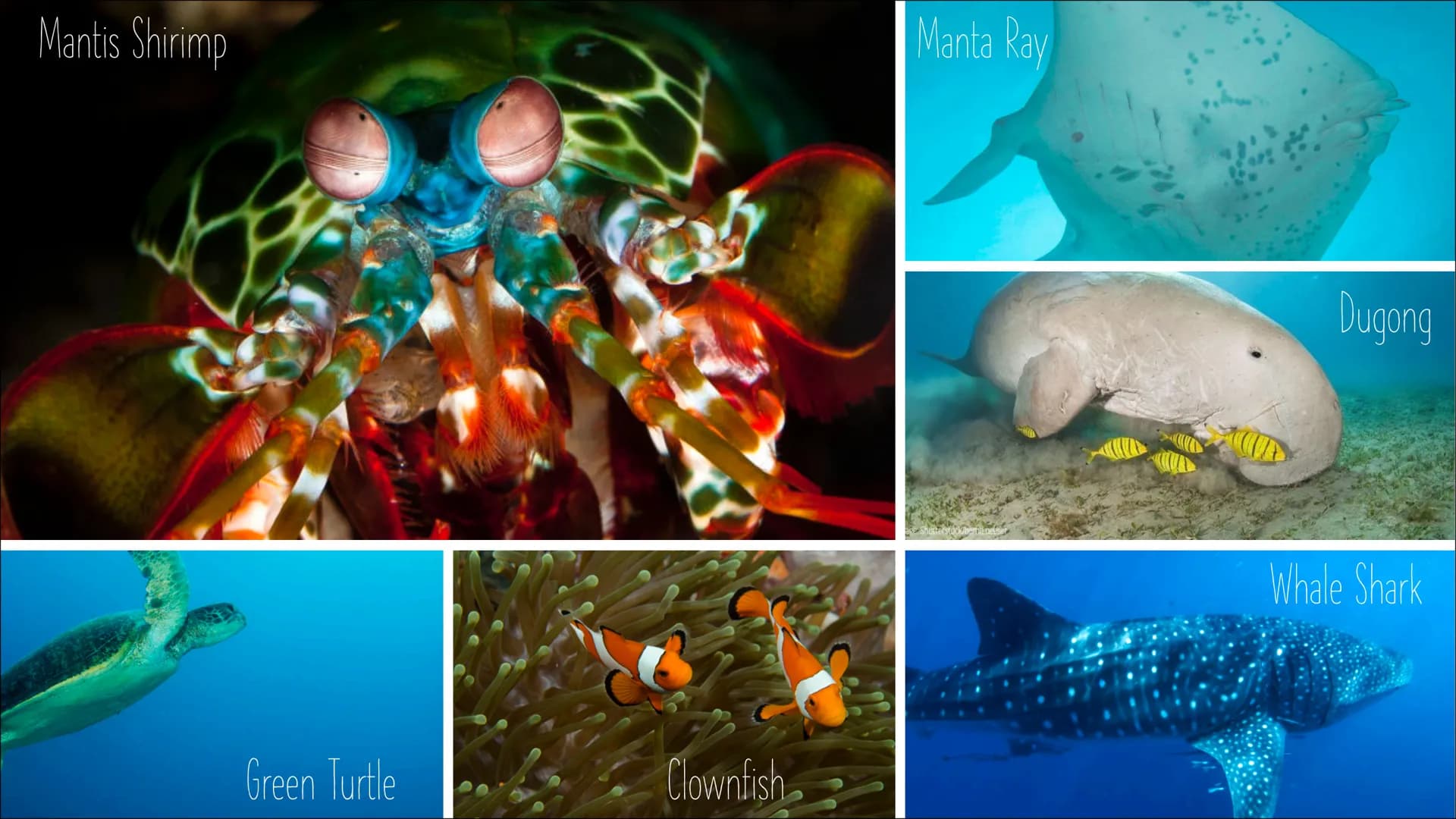 The Great Barrier Reef
Tea Bezik # overview
* What is a Reef?
* Geographical order
* Discovery&Origin
* Types of reefs
* Wild life- animals