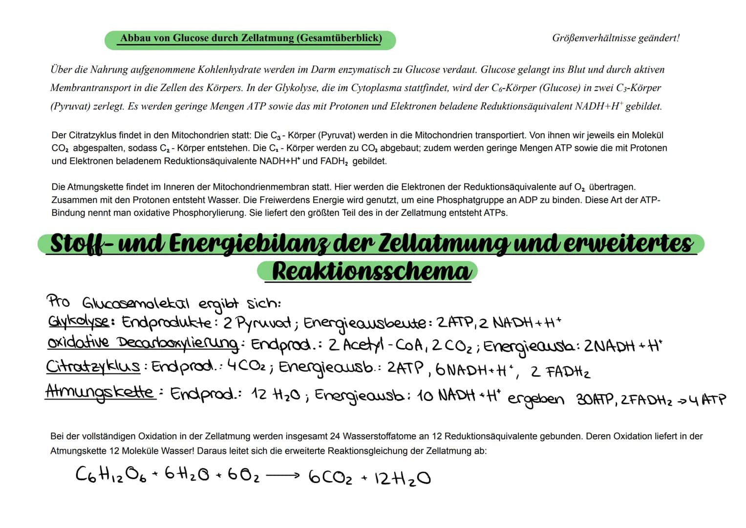 # Abbau von Glucose durch Zellatmung (Gesamtüberblick)
Größenverhältnisse geändert!
Blutgefäß
Glucose
Transportprotein
Zellkern
Mitochon