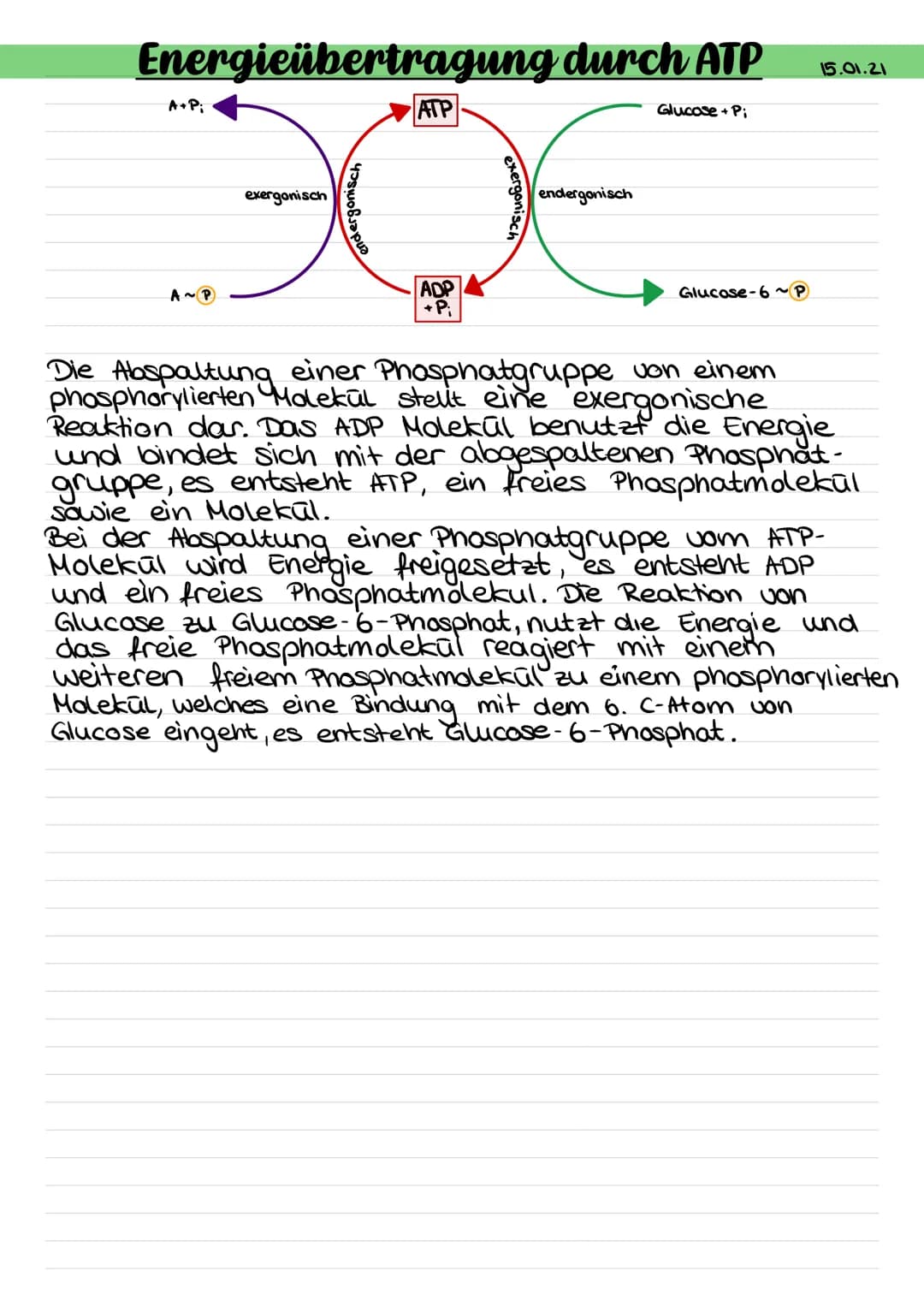 # Abbau von Glucose durch Zellatmung (Gesamtüberblick)
Größenverhältnisse geändert!
Blutgefäß
Glucose
Transportprotein
Zellkern
Mitochon