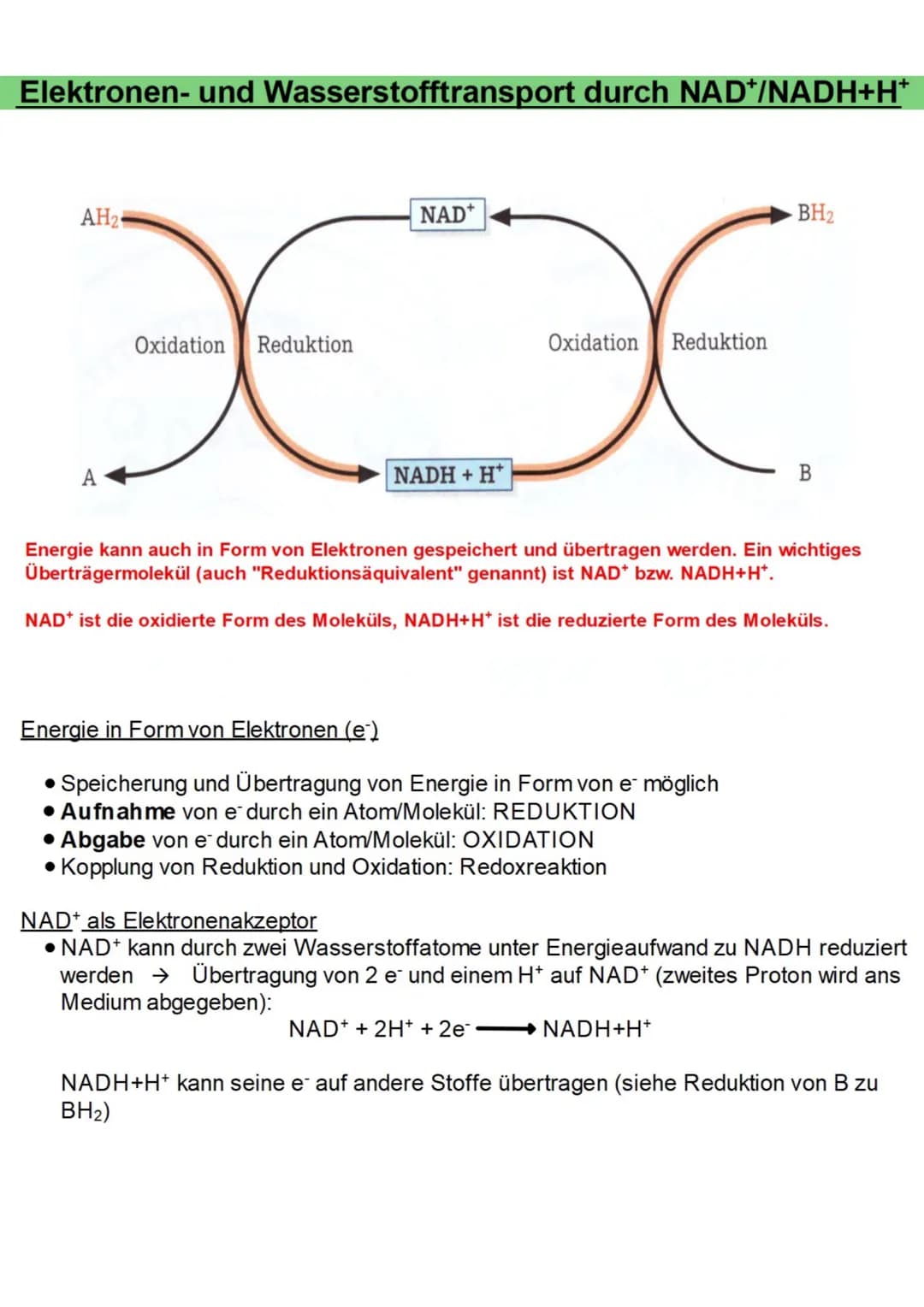 # Abbau von Glucose durch Zellatmung (Gesamtüberblick)
Größenverhältnisse geändert!
Blutgefäß
Glucose
Transportprotein
Zellkern
Mitochon