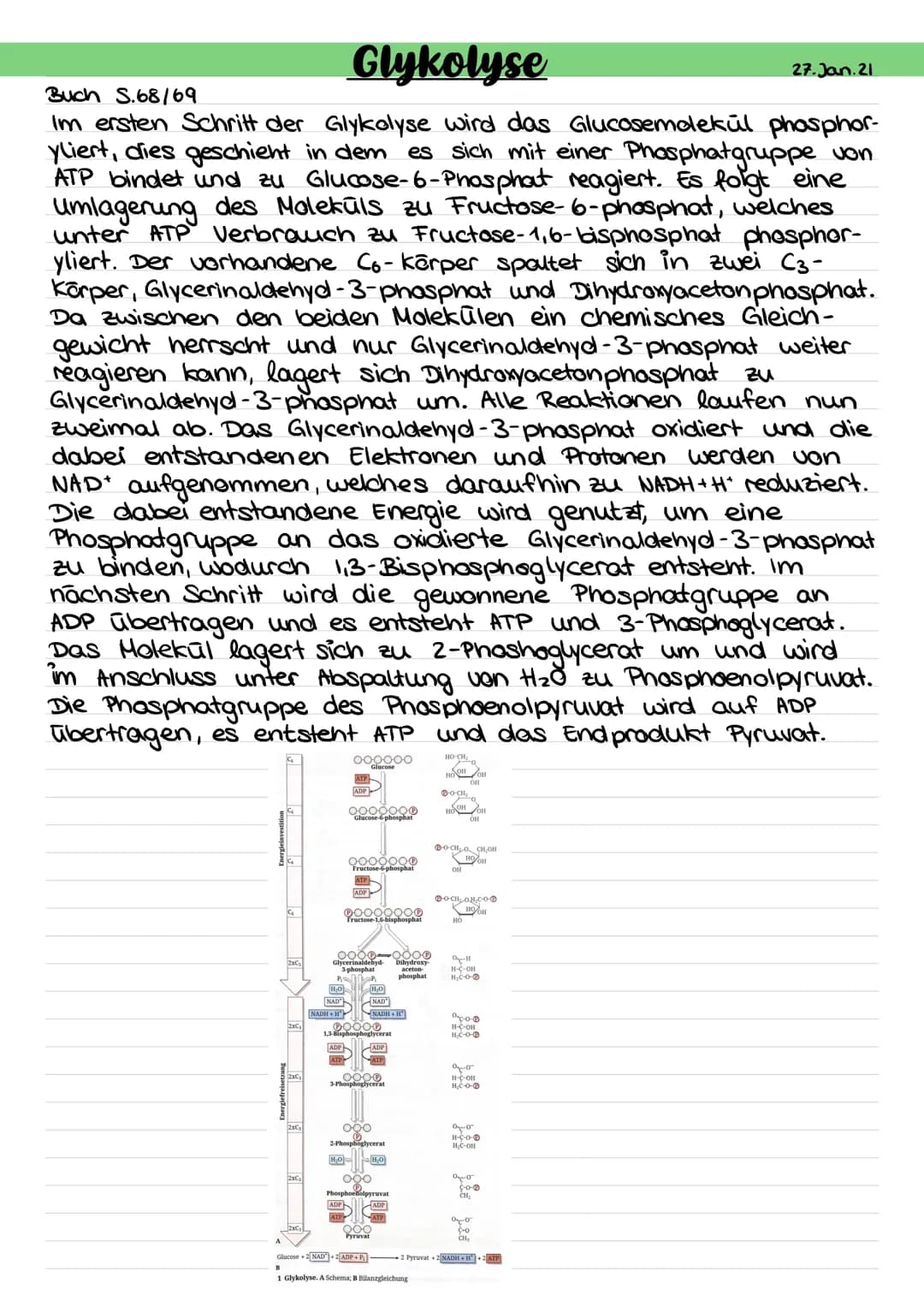 # Abbau von Glucose durch Zellatmung (Gesamtüberblick)
Größenverhältnisse geändert!
Blutgefäß
Glucose
Transportprotein
Zellkern
Mitochon