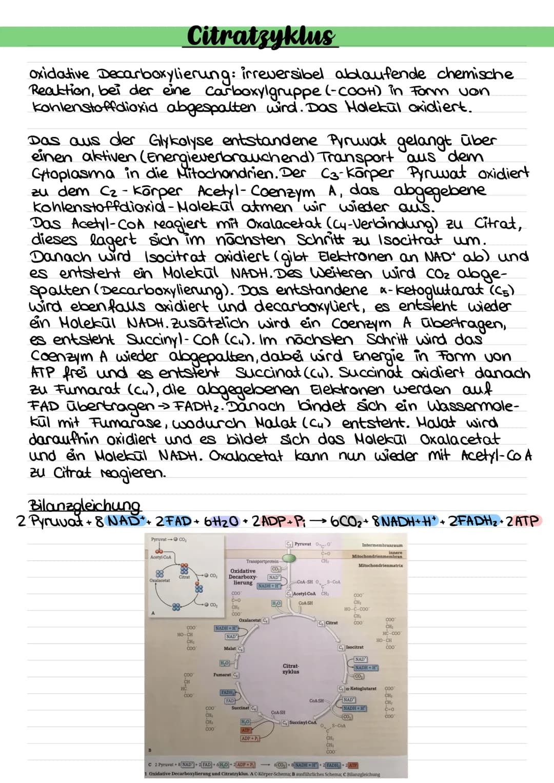 # Abbau von Glucose durch Zellatmung (Gesamtüberblick)
Größenverhältnisse geändert!
Blutgefäß
Glucose
Transportprotein
Zellkern
Mitochon