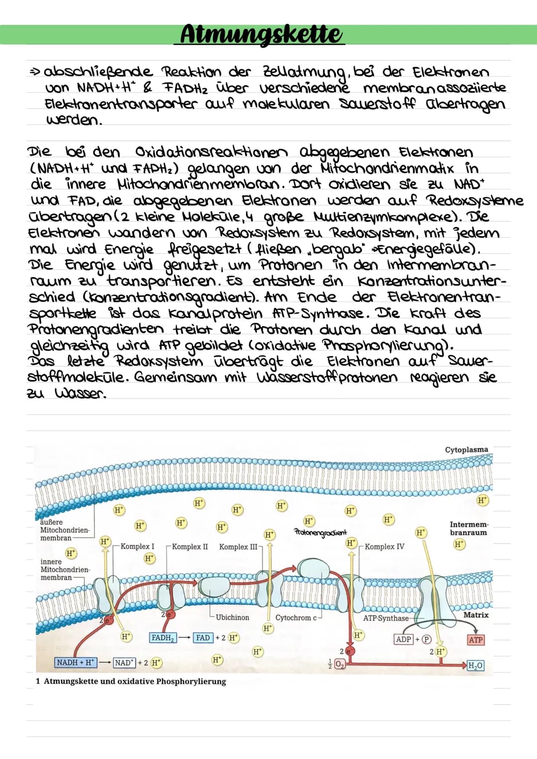 # Abbau von Glucose durch Zellatmung (Gesamtüberblick)
Größenverhältnisse geändert!
Blutgefäß
Glucose
Transportprotein
Zellkern
Mitochon