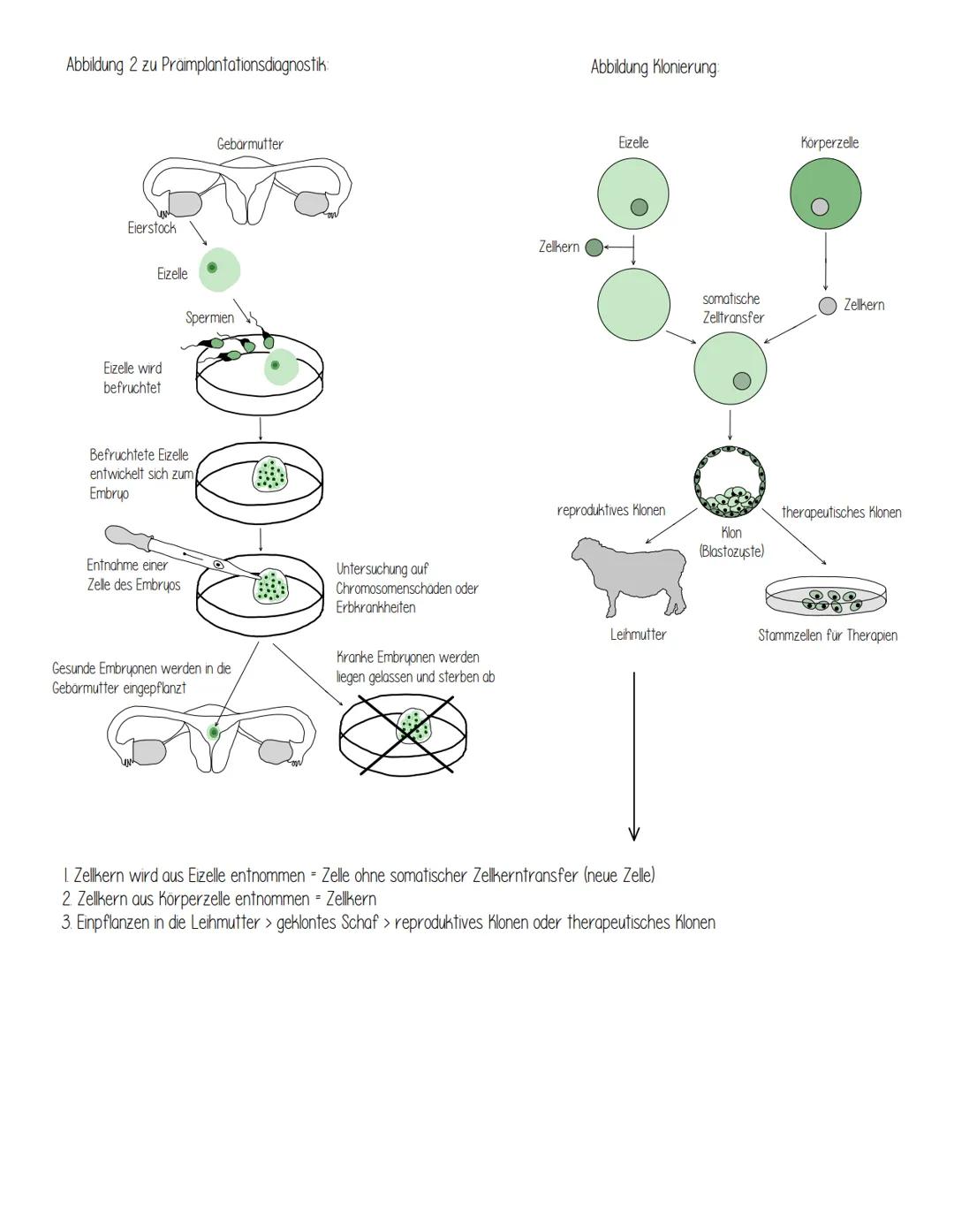 Stammzellen, sind Körperzellen, die noch nicht ausdifferenziert sind, das heißt, sie können noch jeden Zelle werden.
Sie kommen im Knochenma