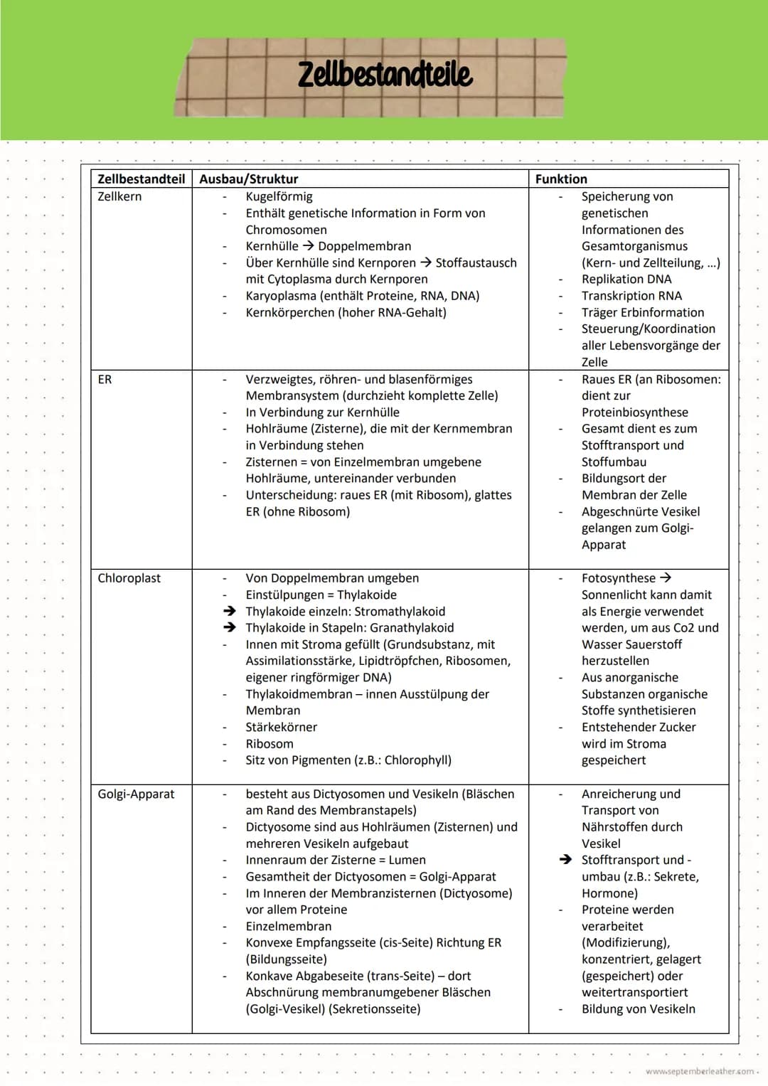 # Klausur Biologie - LEISTUNGSKURS
Thema: Zellen, Gewebe, Organe und ihre funktionsbezogene Differenzierung
Name: Jasmin
BE: 5656+1170
87