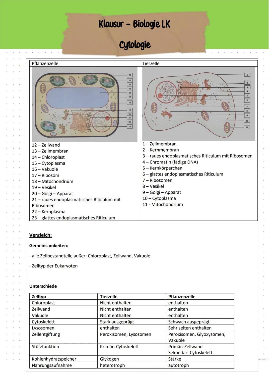 # Klausur Biologie - LEISTUNGSKURS
Thema: Zellen, Gewebe, Organe und ihre funktionsbezogene Differenzierung
Name: Jasmin
BE: 5656+1170
87