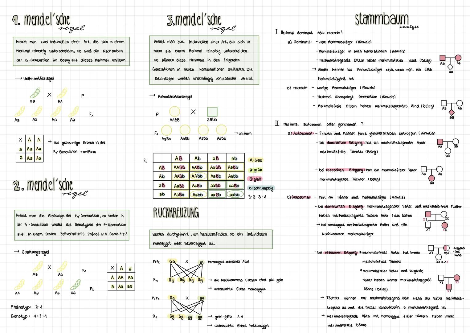 7. mendel'sche
regel
kreuzt man zwei Induvidien einer Art, die sich in einem
Merkmal reinerbig unterscheiden, so sind die Nachfarben
der F₁-