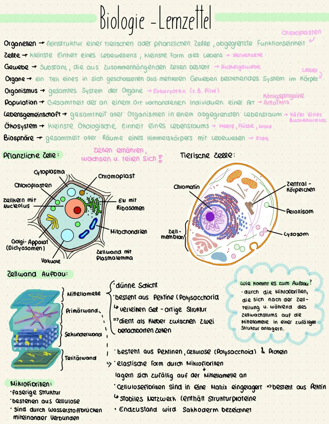 Biologie - Lemzettel
Organellen → feinstruktur einer tierischen oder pflanzlichen Zelle, abgegrenzte Funktionseinheit
Zelle kleinste Einheit