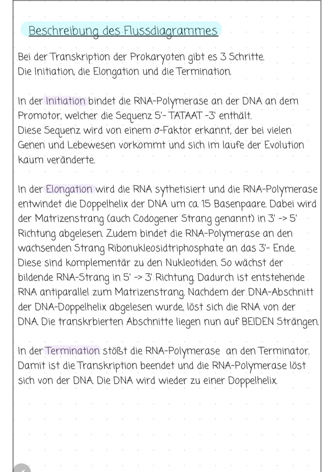 # TRANSKRIPTION BEI PROKARYOTEN
## 3 Schritte
### Initiation
- RNA-Polymerase bindet an DNA am Promotor: 5'- TATAAT-3'
- Diese Sequenz von