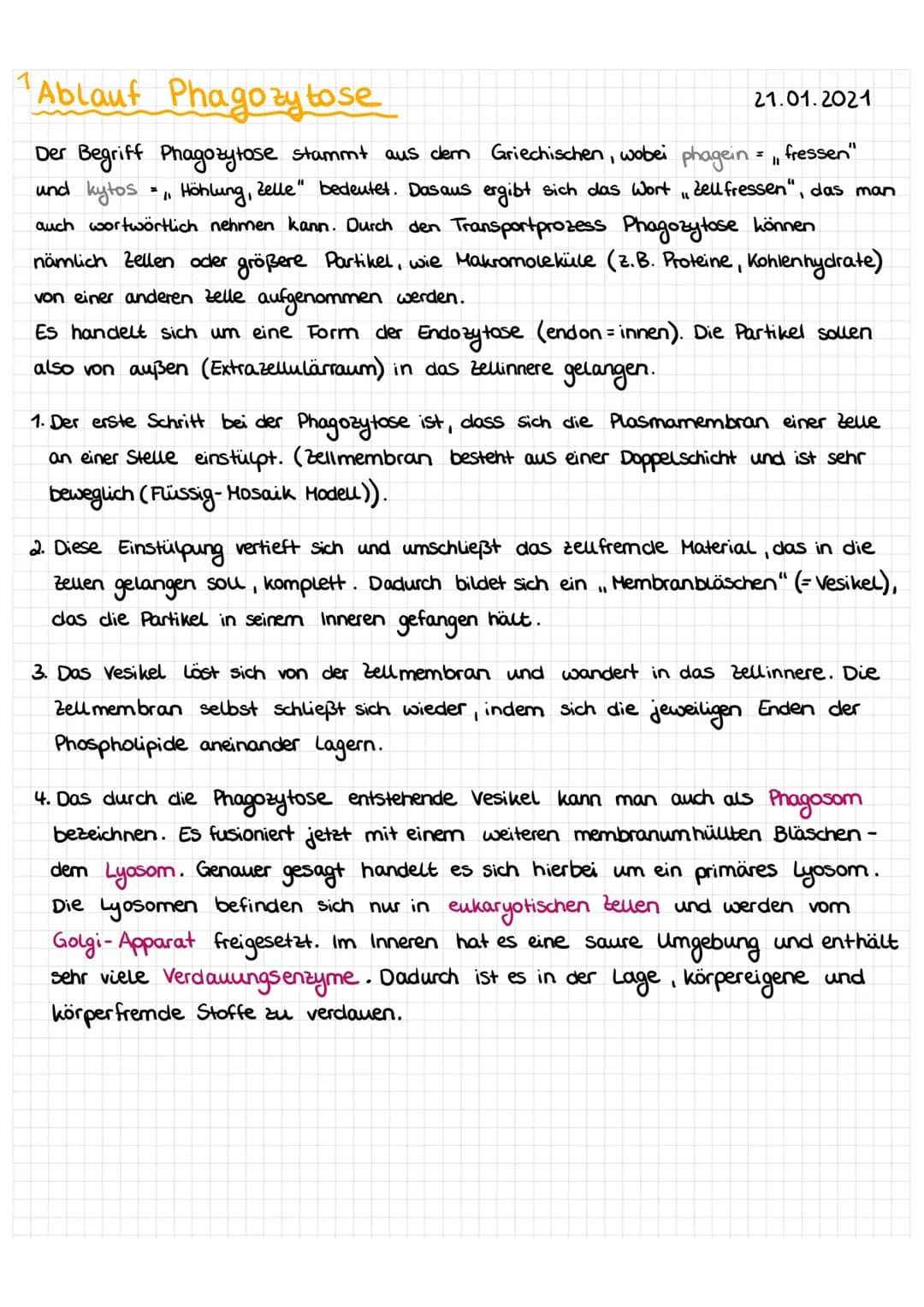 # Ablauf Phagozytose
21.01.2021
5. Lyosom und Phagosom ergeben nun das Phagolysosom oder auch sekundäres Lyasom genannt. Dort findet die ei