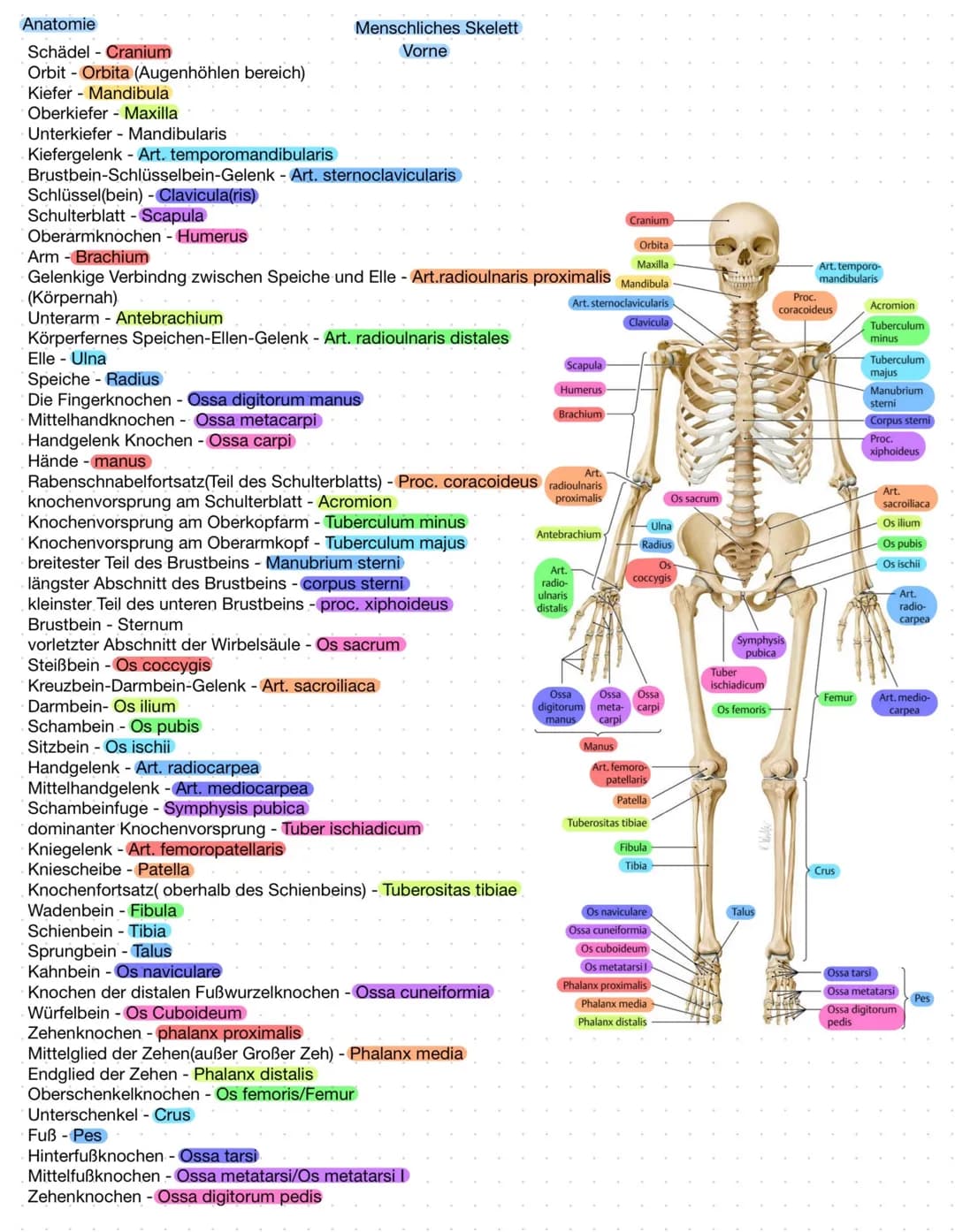 ## Anatomie
## Menschliches Skelett
## Vorne
- Schädel - Cranium
- Orbit - Orbita (Augenhöhlen bereich)
- Kiefer - Mandibula
- Oberkiefer -