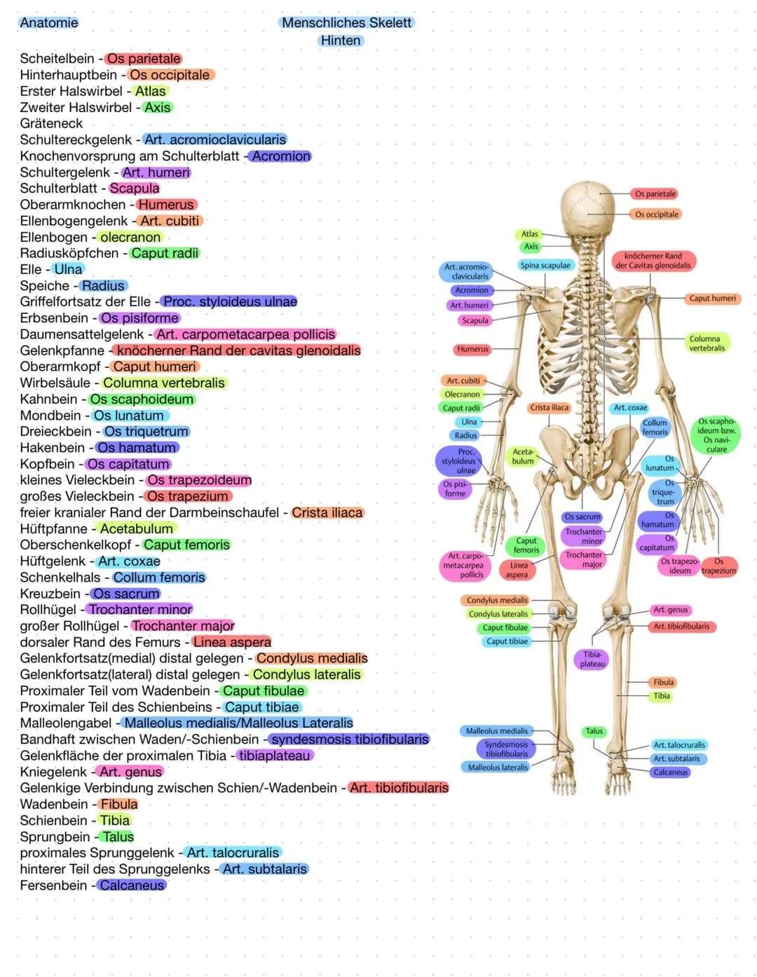 ## Anatomie
## Menschliches Skelett
## Vorne
- Schädel - Cranium
- Orbit - Orbita (Augenhöhlen bereich)
- Kiefer - Mandibula
- Oberkiefer -
