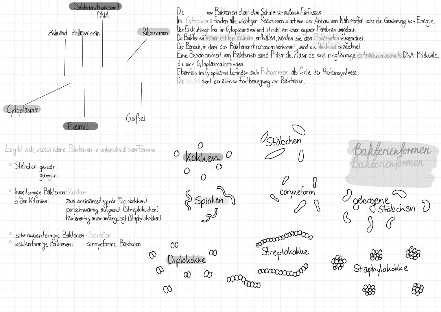 (Bakterien chromosom)
DNA
Zellwand Zellmembran
Die von Bakterien dient dem Schutz vor äußeren Einflüssen.
Im Cytoplasma finden alle wichtige