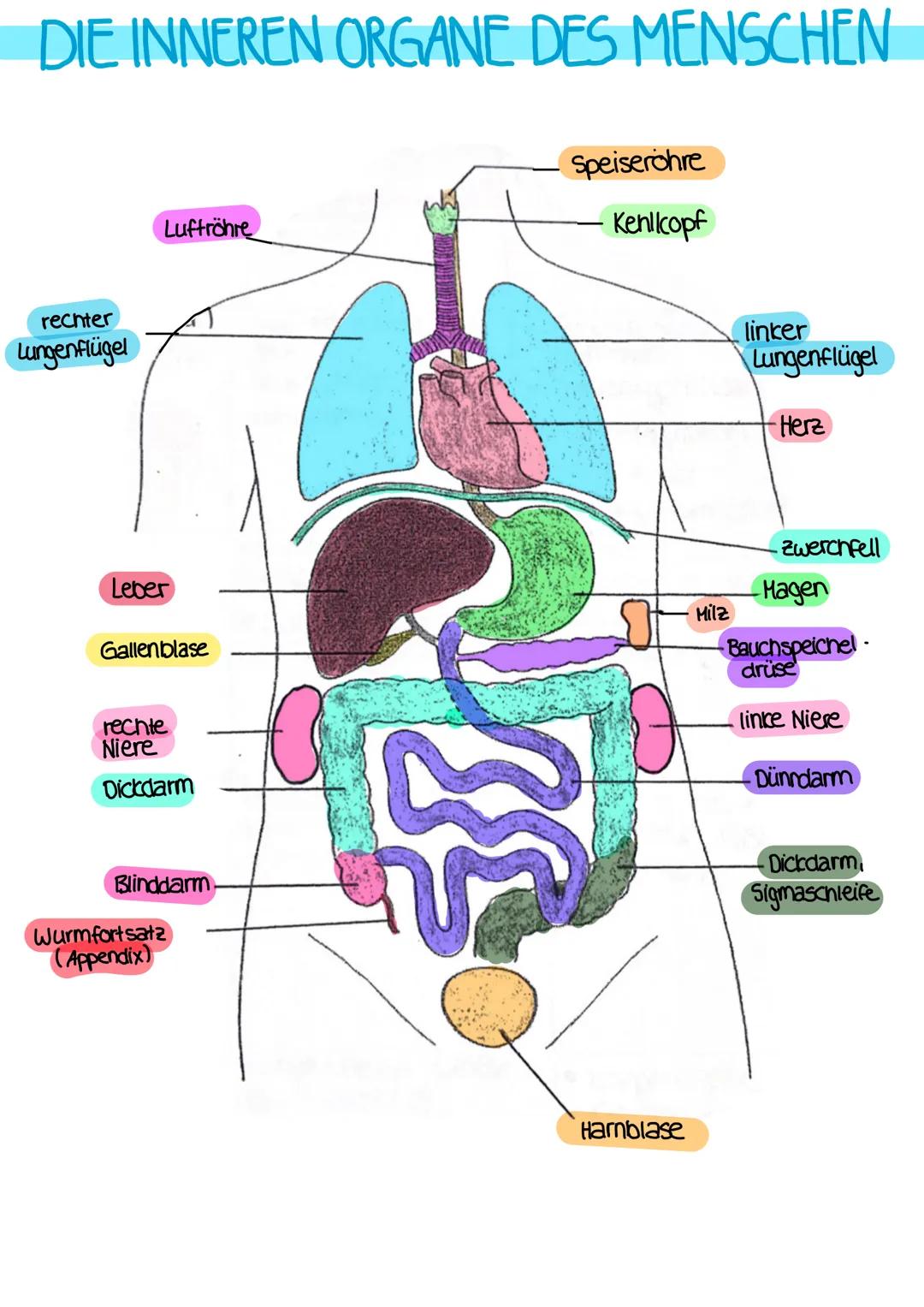 # DEFINITIONEN
ANATOMIE
- Lehre vom Bau des menschlichen Körpers
- beschäftigt sich mit der Lage, Größe, Form und Struktur der einzelnen
Be