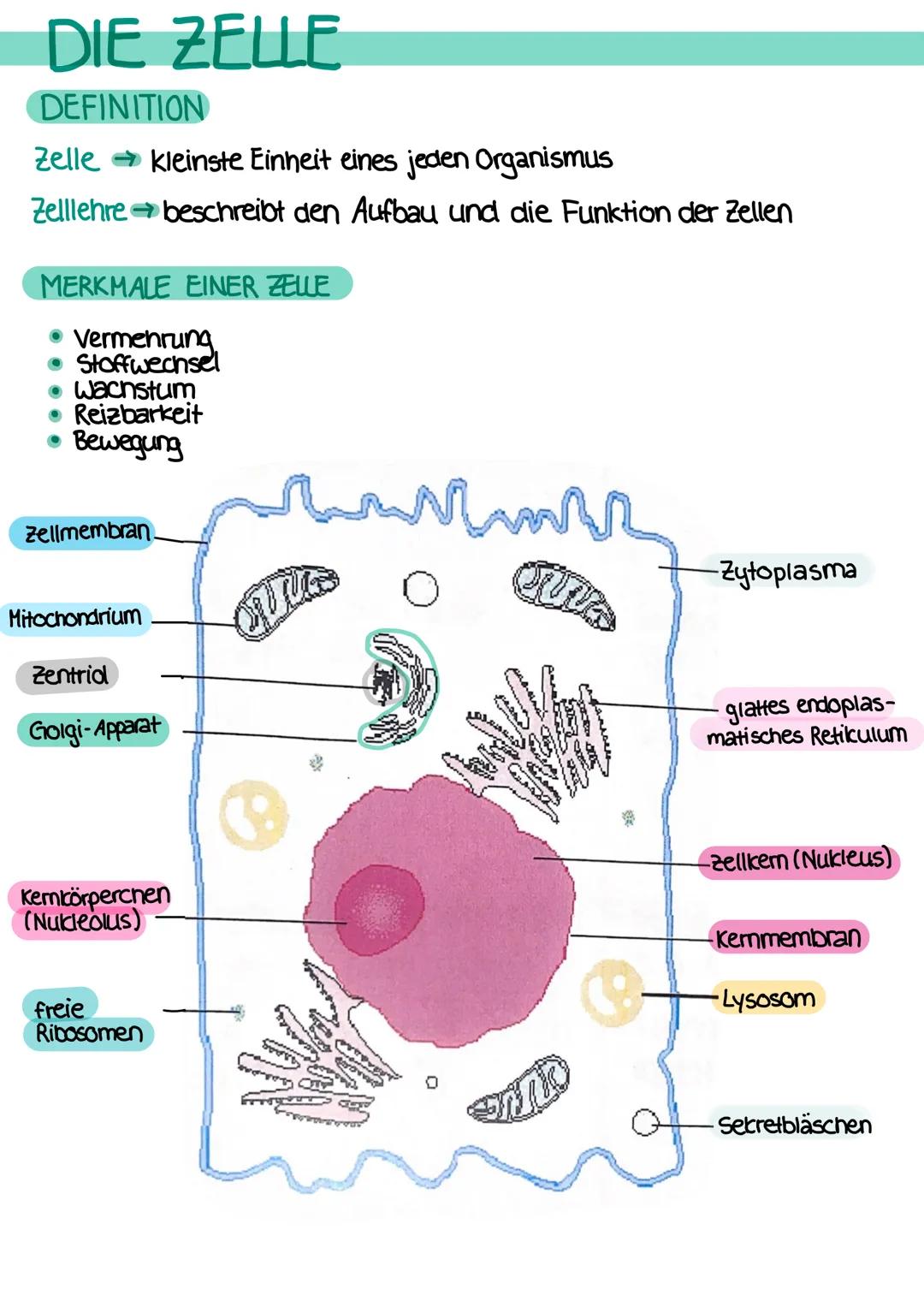 # DEFINITIONEN
ANATOMIE
- Lehre vom Bau des menschlichen Körpers
- beschäftigt sich mit der Lage, Größe, Form und Struktur der einzelnen
Be